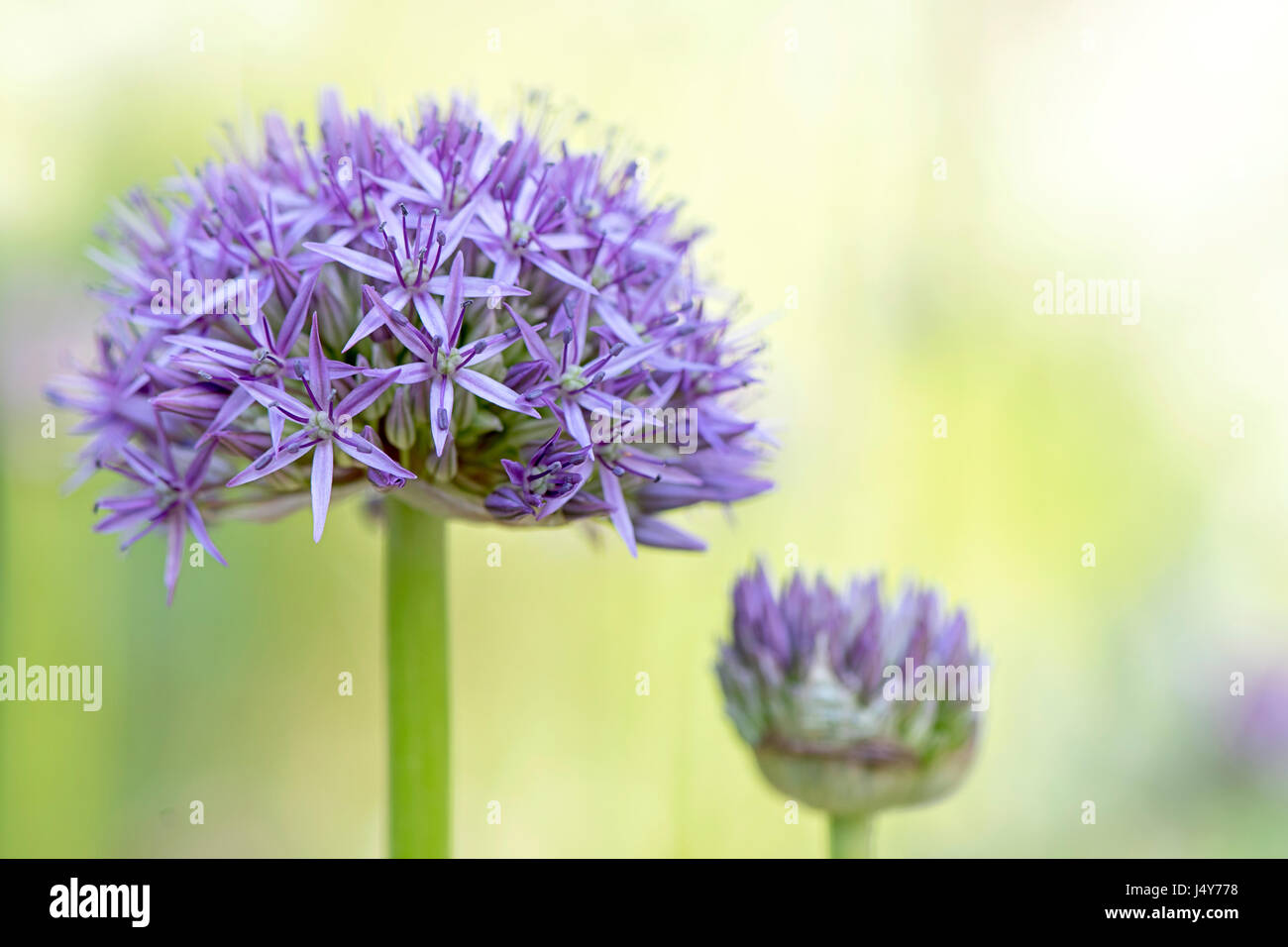 Nahaufnahme Bild von der schönen Sommer blühenden Allium Hollandicum Purple Sensation Flowerhead vor einem weichen hellen Hintergrund aufgenommen. Stockfoto