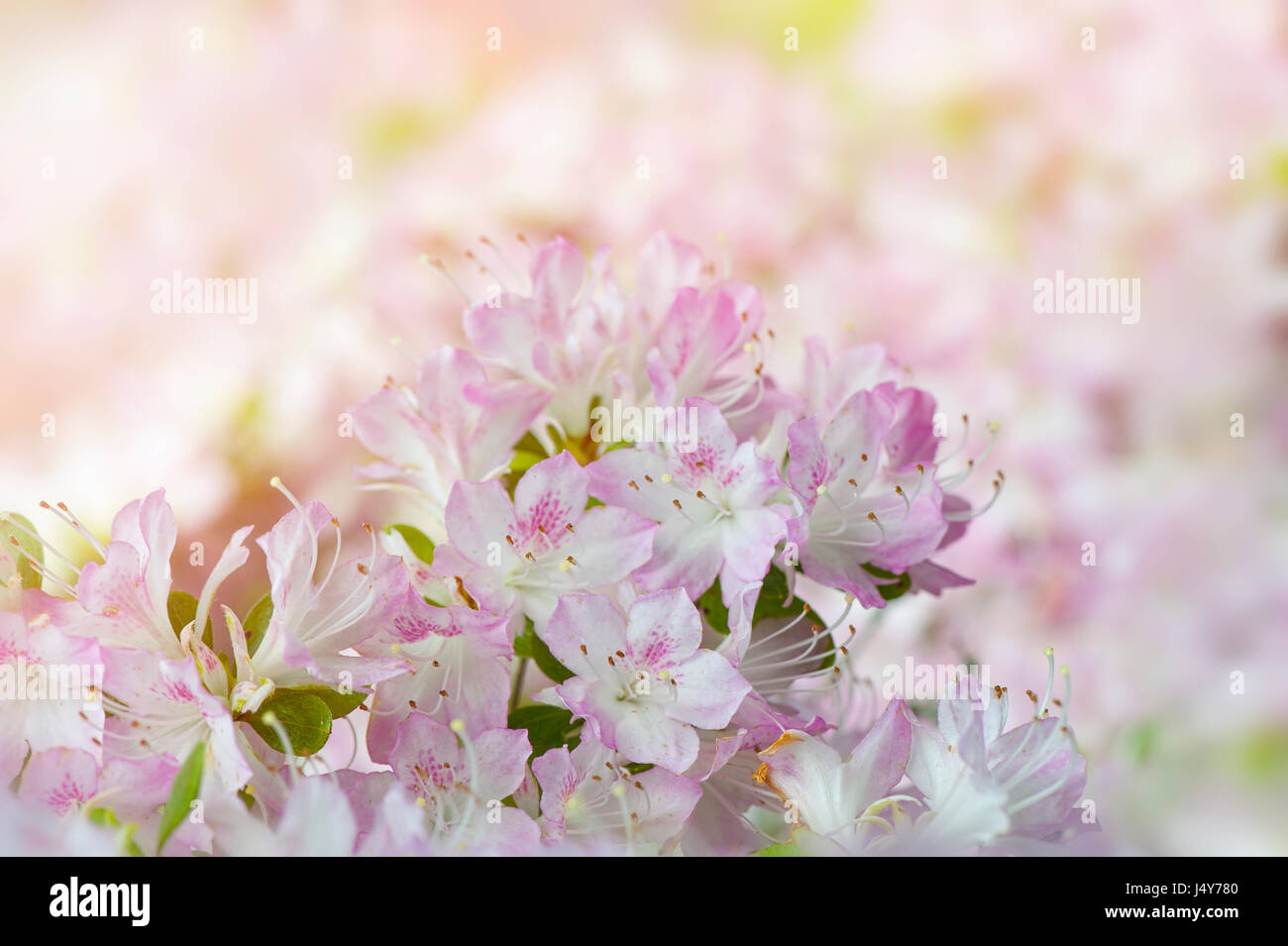 Nahaufnahme der blass rosa, Frühling blühenden Rhododendron "Suga-keine-Ito" (Kurume) auch bekannt als Wilson 31. Stockfoto