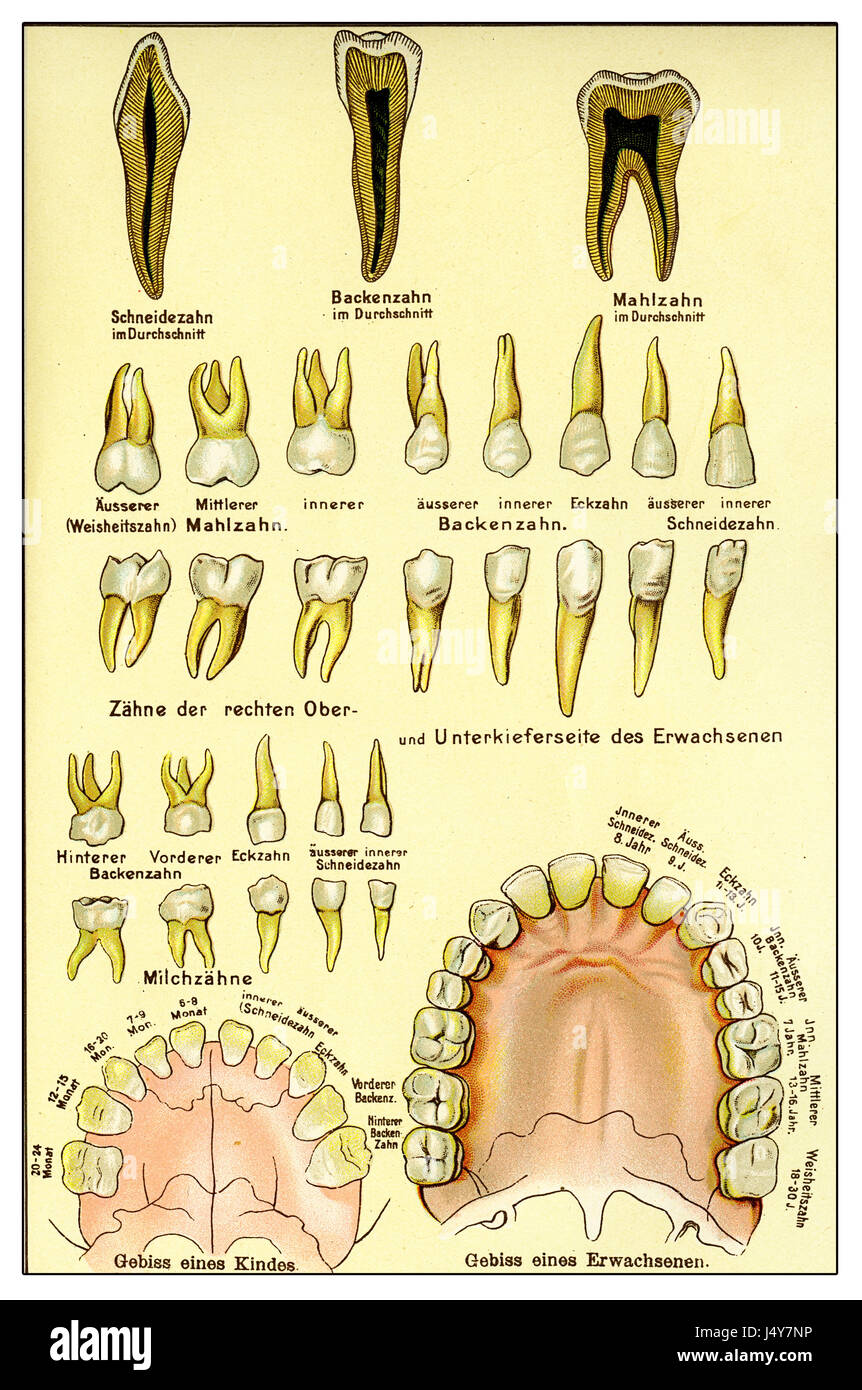 Diagramm der menschlichen Zähnen (XIX Jahrhundert) Stockfoto