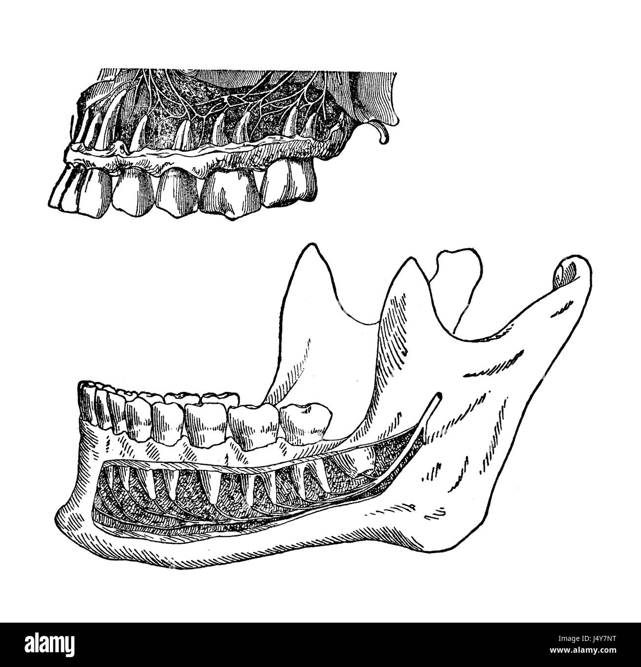 Vintage Illustration, Position der Zähne im Kiefer Stockfoto