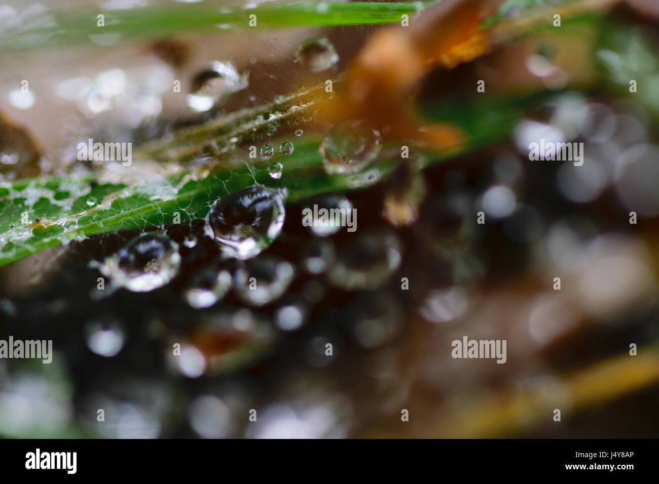 Regen fällt auf Rasen und lässt Stockfoto