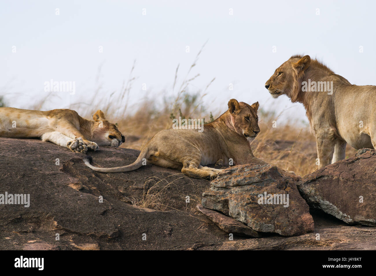 Ruhenden Löwen (Panthera leo) auf dem Felsvorsprung, Masai Mara, Kenia Stockfoto