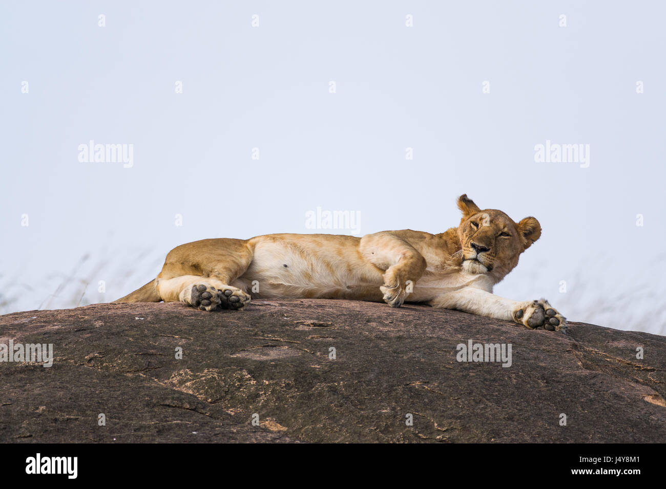 Ruhenden Löwen (Panthera leo) auf dem Felsvorsprung, Masai Mara, Kenia Stockfoto