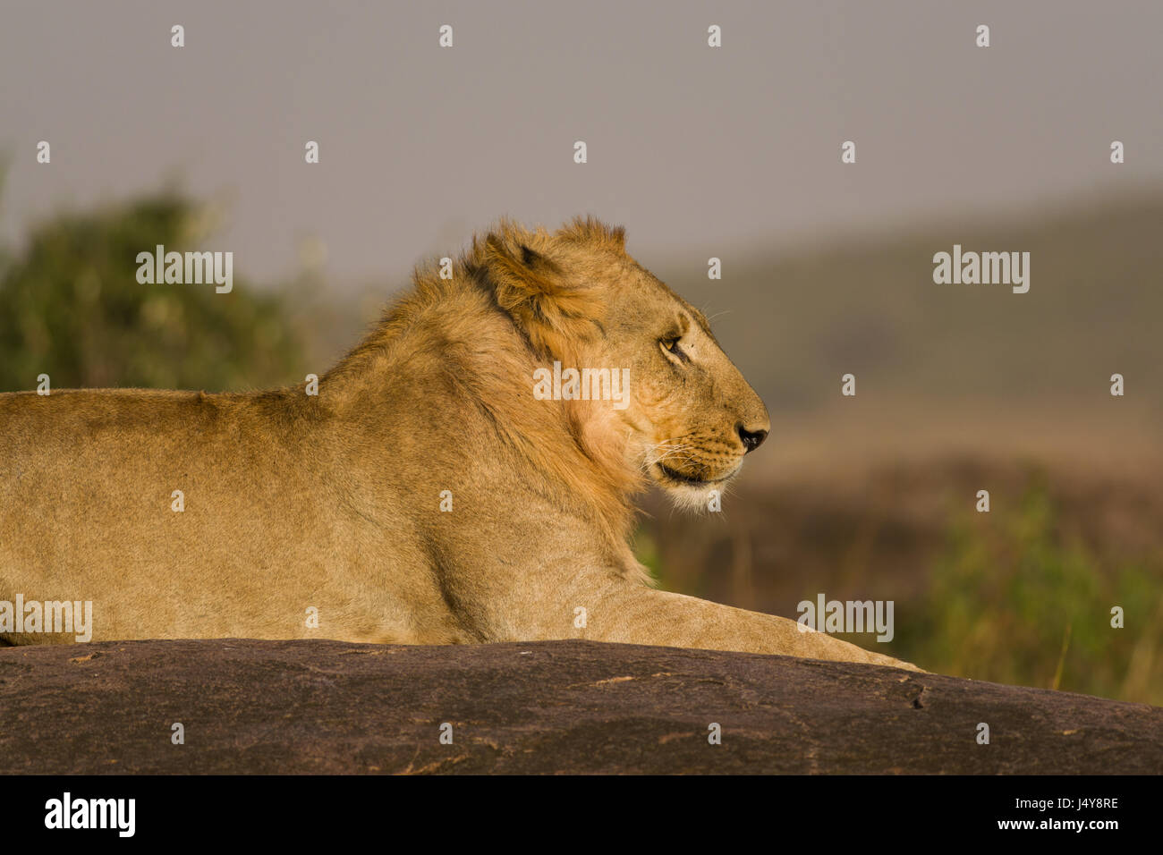 Lion sitzen auf Felsvorsprung ausruhen (Panthera leo), Masai Mara National Game Park finden, Kenia, Ostafrika Stockfoto