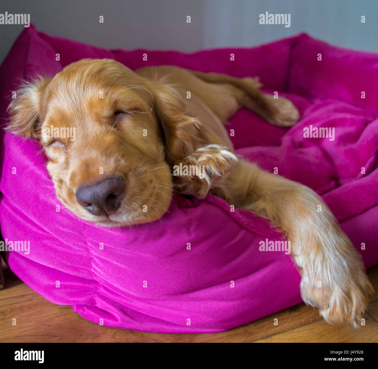 Cocker Spaniel Welpe schläft Murphy auf seinem neuen Hundebett nach einem anstrengenden Tag Spielzeit und Entdeckungen mit seiner neuen Familie. Stockfoto