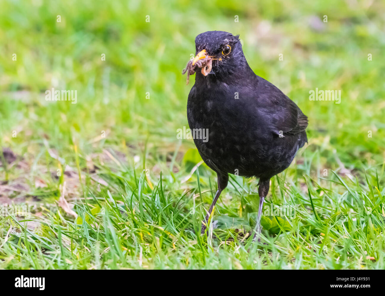 Männliche gemeinsame Amsel (Turdus merula) Würmer Essen in seinen Mund auf Gras in West Sussex, England, UK. Stockfoto