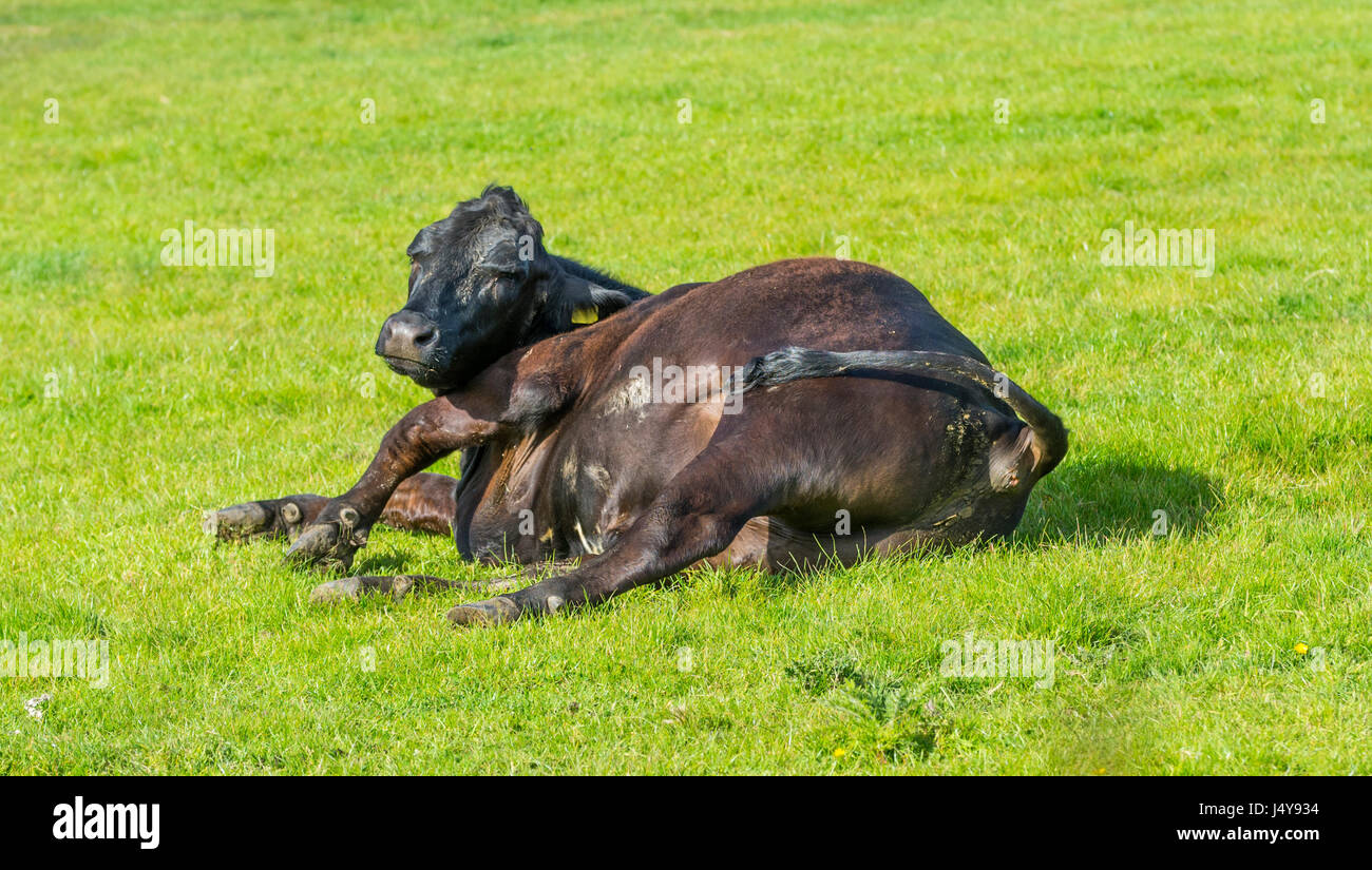 Kuh auf dem Rasen legen. Faul-Konzept. Stockfoto