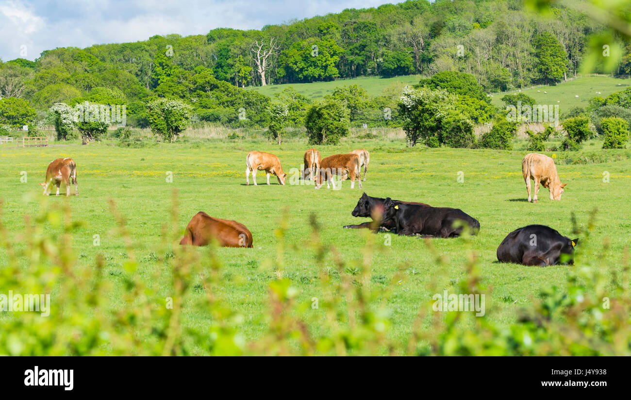 Kuhherde sitzen und Beweidung im späten Frühjahr in einem Feld in der britischen Landschaft in Arundel, West Sussex, England, UK. Stockfoto