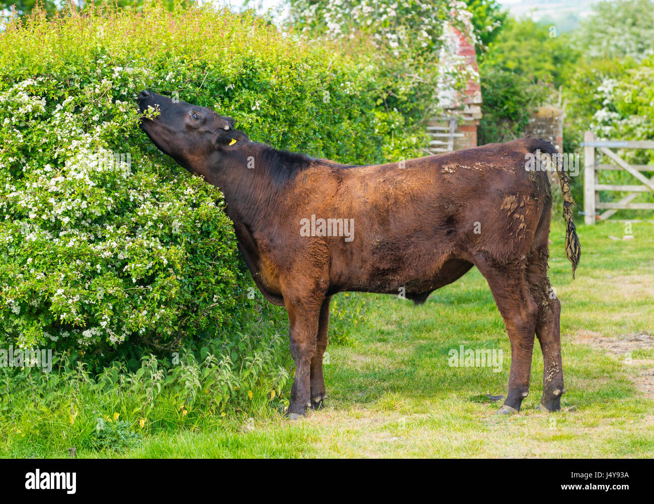 Kuh Essen Laub aus einem Busch. Größe Blick einer Kuh, die Dehnung des Halses bis zu erreichen Blätter zu essen. Stockfoto
