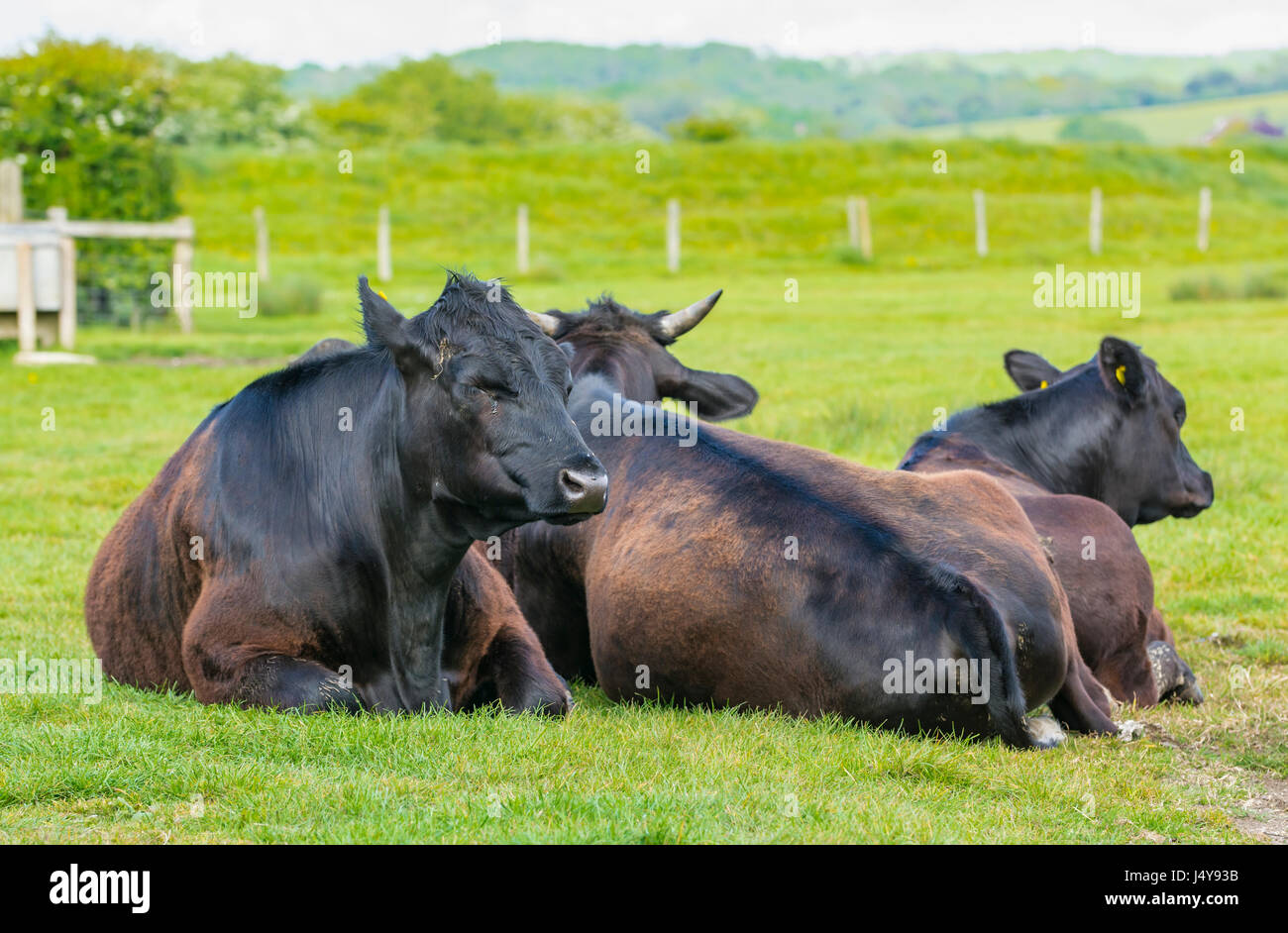 Kleine Herde von schwarzen Kühen entspannend in einem Feld. Stockfoto