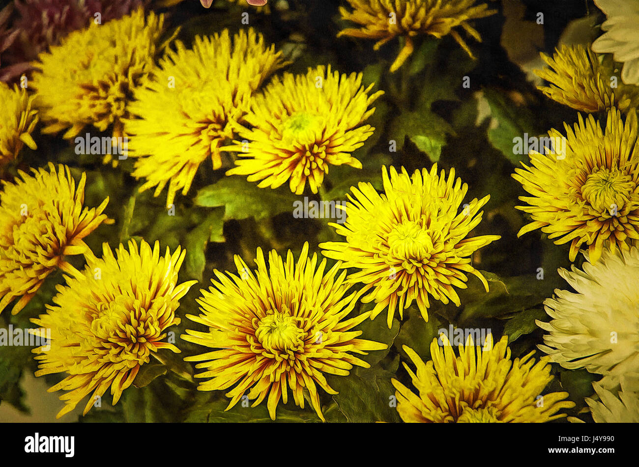 Illustrationen Blumen Chrysantheme, Chrysanthemen (lateinisch  Chrysánthemum) - Gattung und mehrjährige krautige Pflanzen in der Familie  Asteraceae Stockfotografie - Alamy