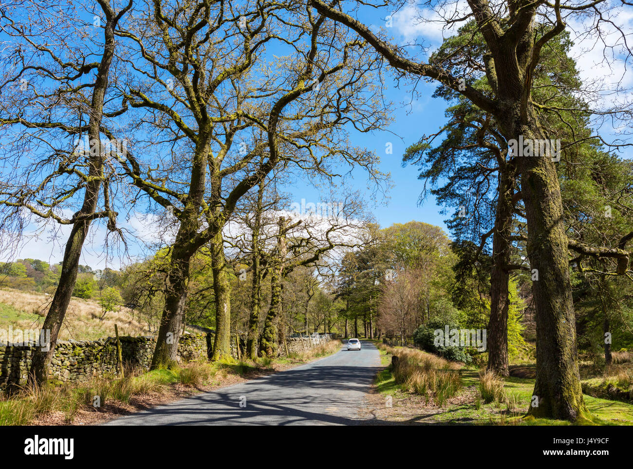 Wald von Bowland. Auto fahren auf einer Straße neben dem Fluss Marshaw Wyre in den Trog von Bowland, Lancashire, England, UK Stockfoto
