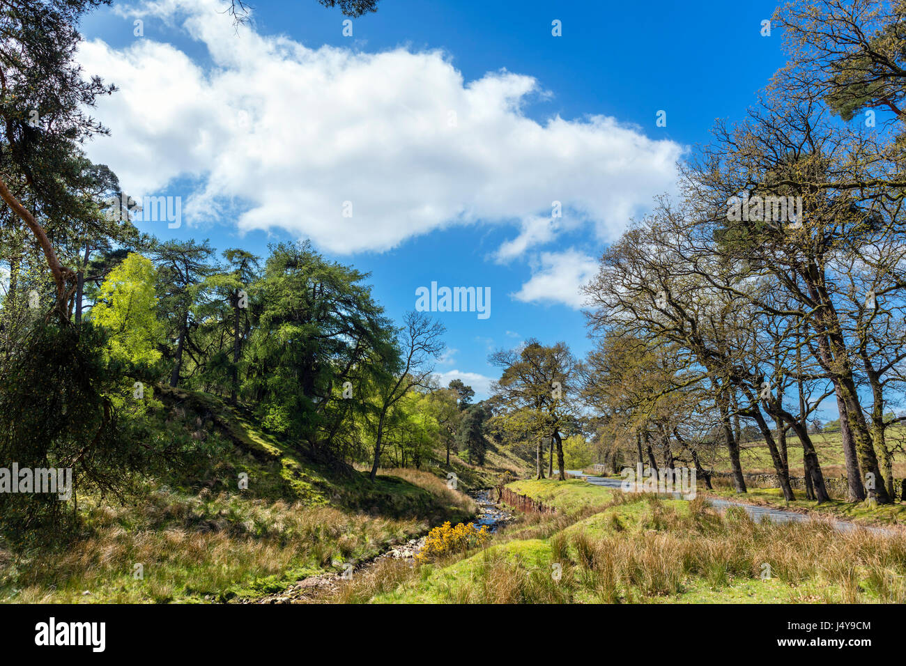 Wald von Bowland. Straße entlang des Flusses Marshaw Wyre in den Trog von Bowland, Lancashire, England, UK Stockfoto