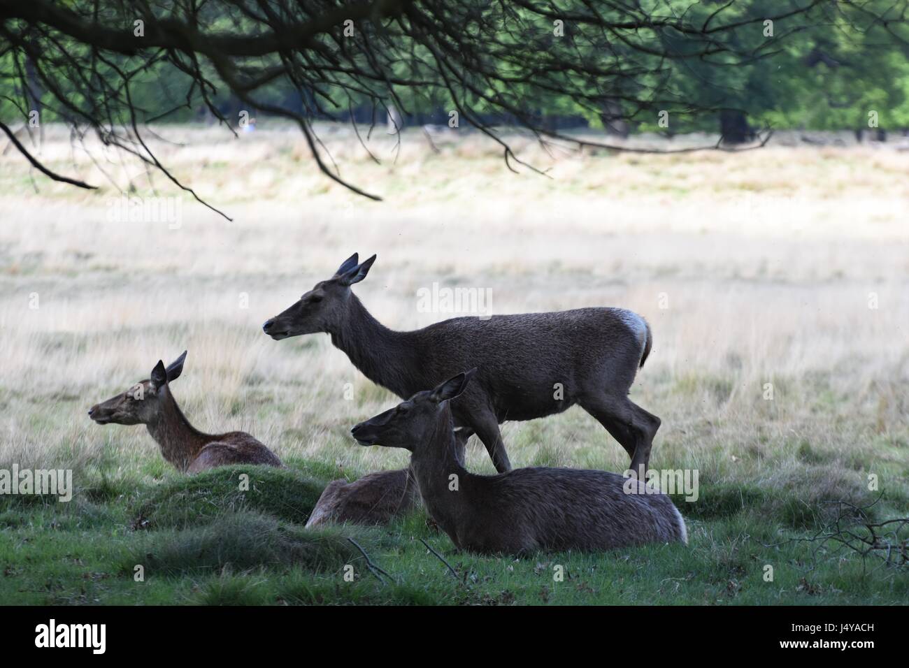 Hirsch von Richmond Park Stockfoto