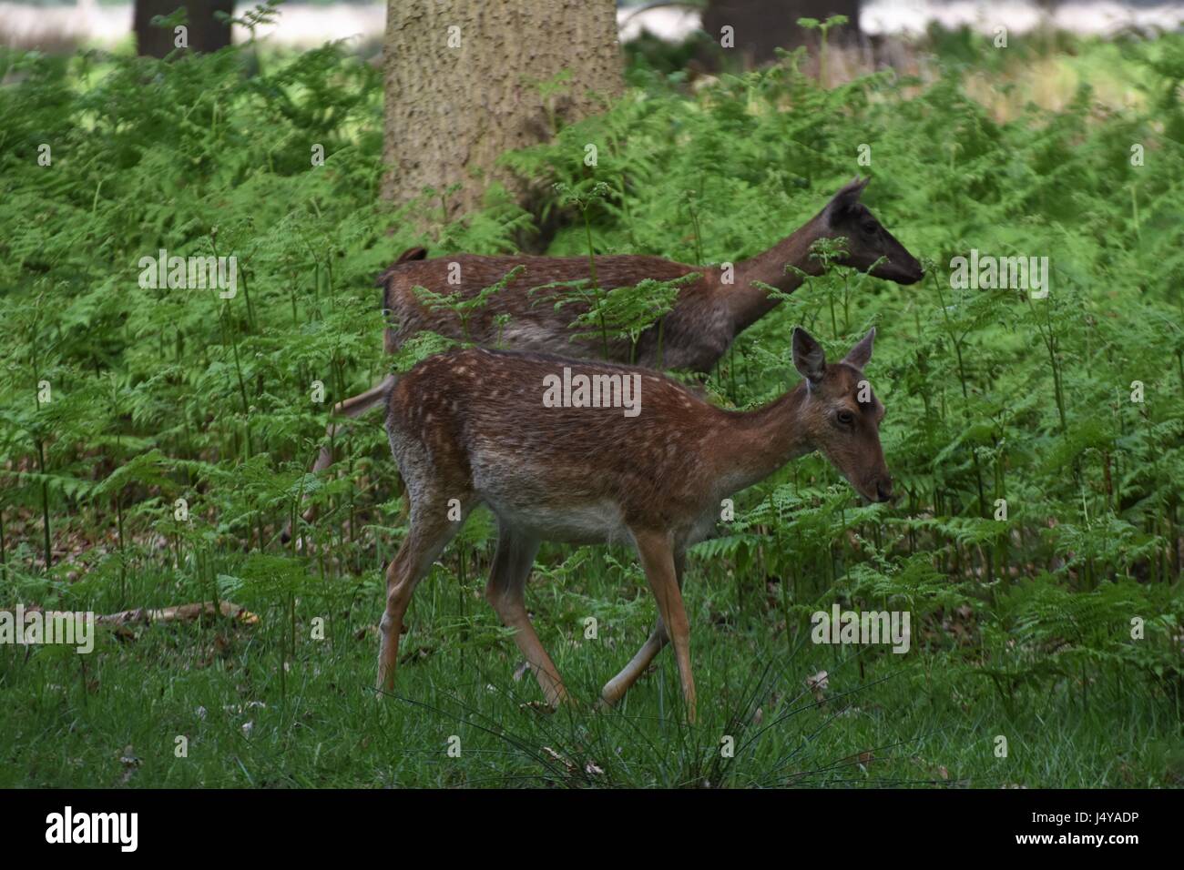 Hirsch von Richmond Park Stockfoto