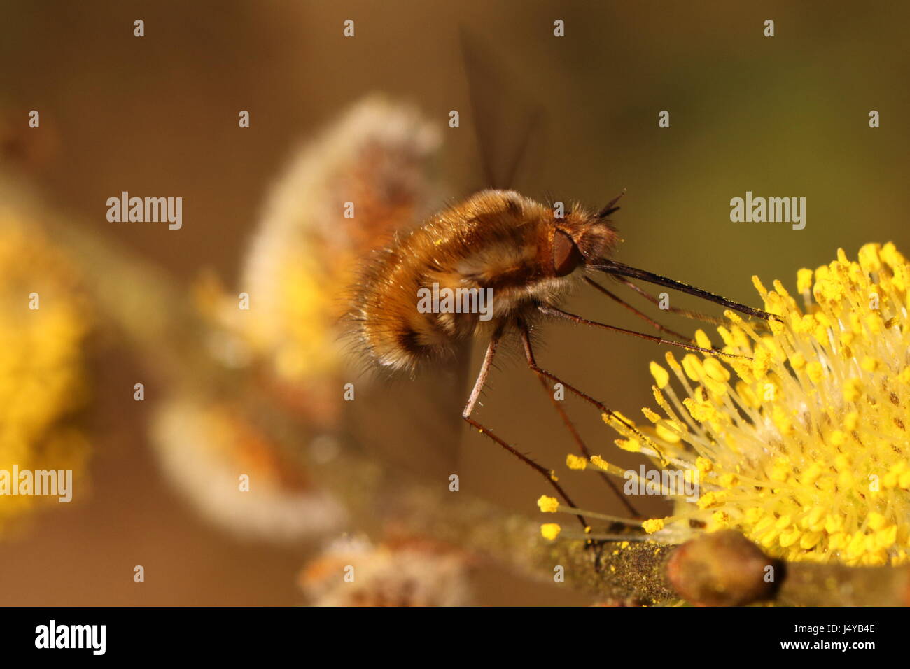 Bee Fly sammeln Pollen aus Weide Stockfoto