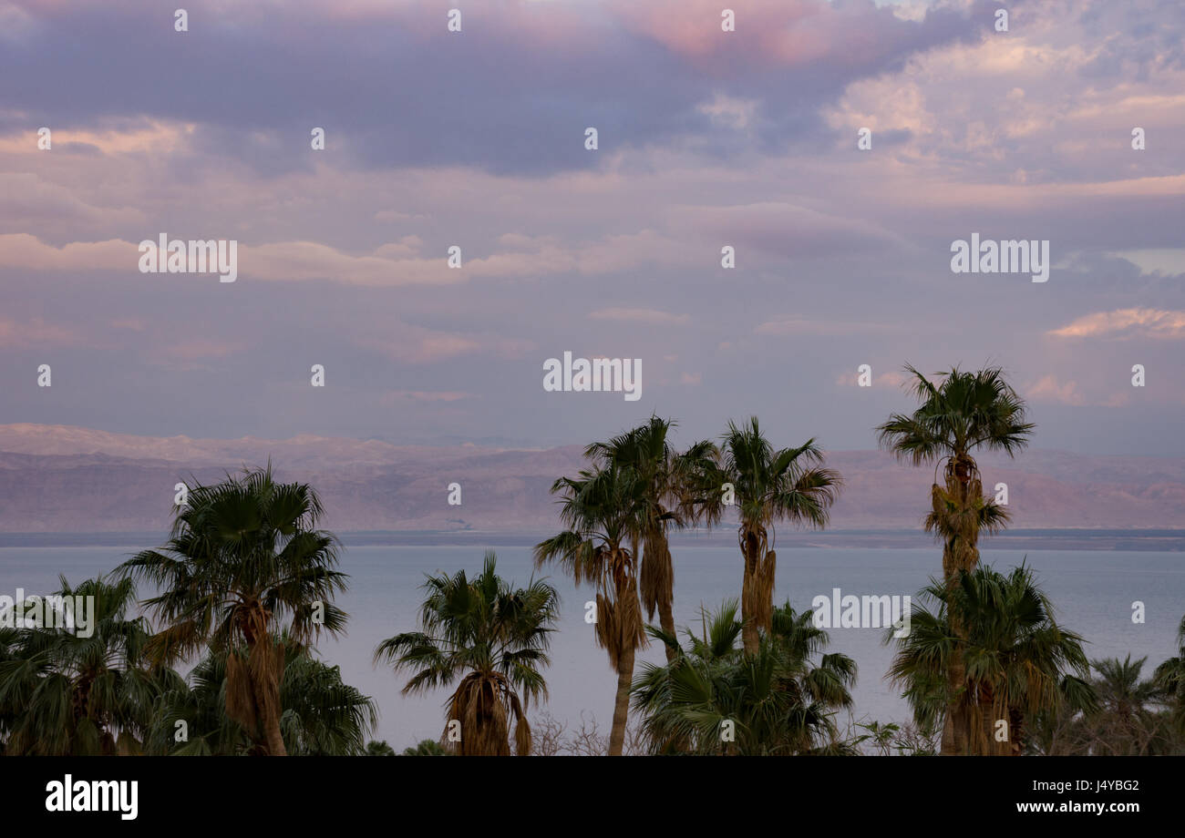 Palmen Sie im Vordergrund mit dem Toten Meer und Israel in den Hintergrund und bewölkten Himmel. Am Sonnenuntergang fotografiert. Stockfoto