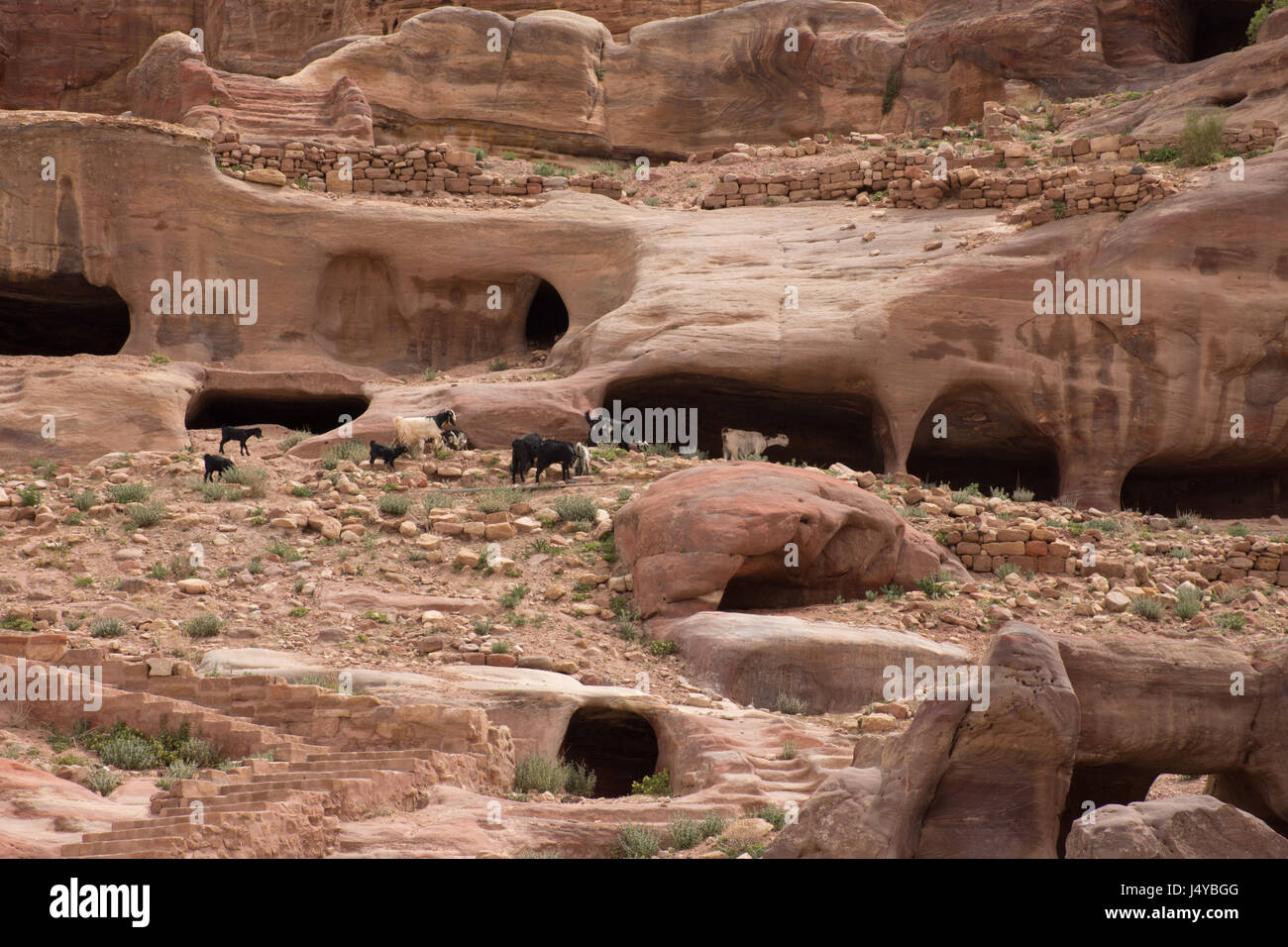Sandstein Höhlenwohnungen in den Hang in Petra, Jordanien. Ziegen weiden auf nahe gelegenen Vegetation. Eine Treppe führt zu den Höhlen. Stockfoto