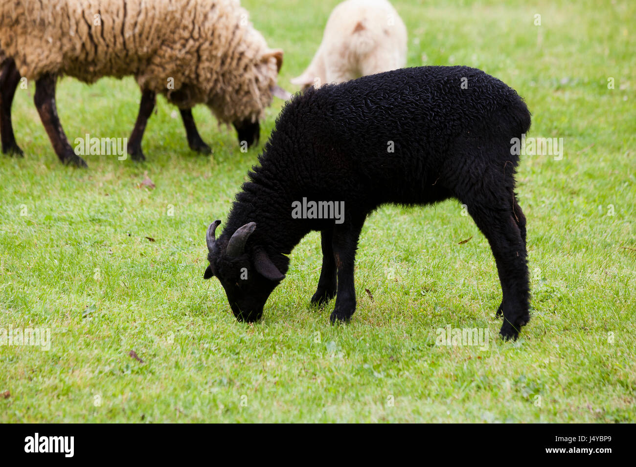 Schwarze Schafe (Ovis Aries)) Weiden auf Rasen - USA Stockfoto