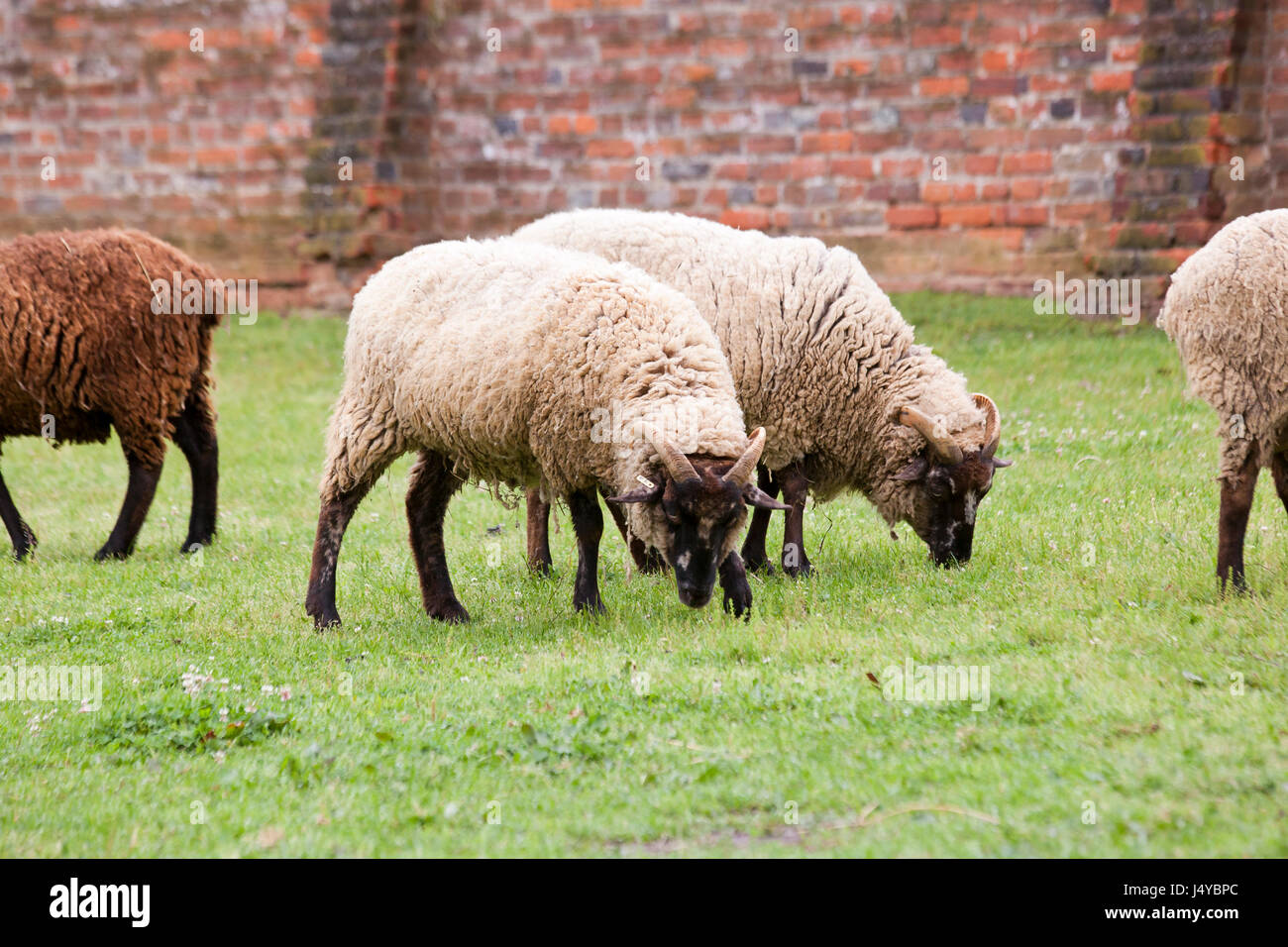 Herde von Schafen (Ovis Aries) Weiden auf Rasen - USA Stockfoto