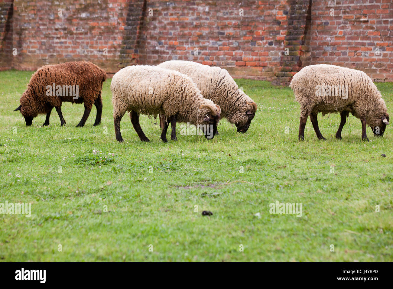 Herde von Schafen (Ovis Aries) Weiden auf Rasen - USA Stockfoto