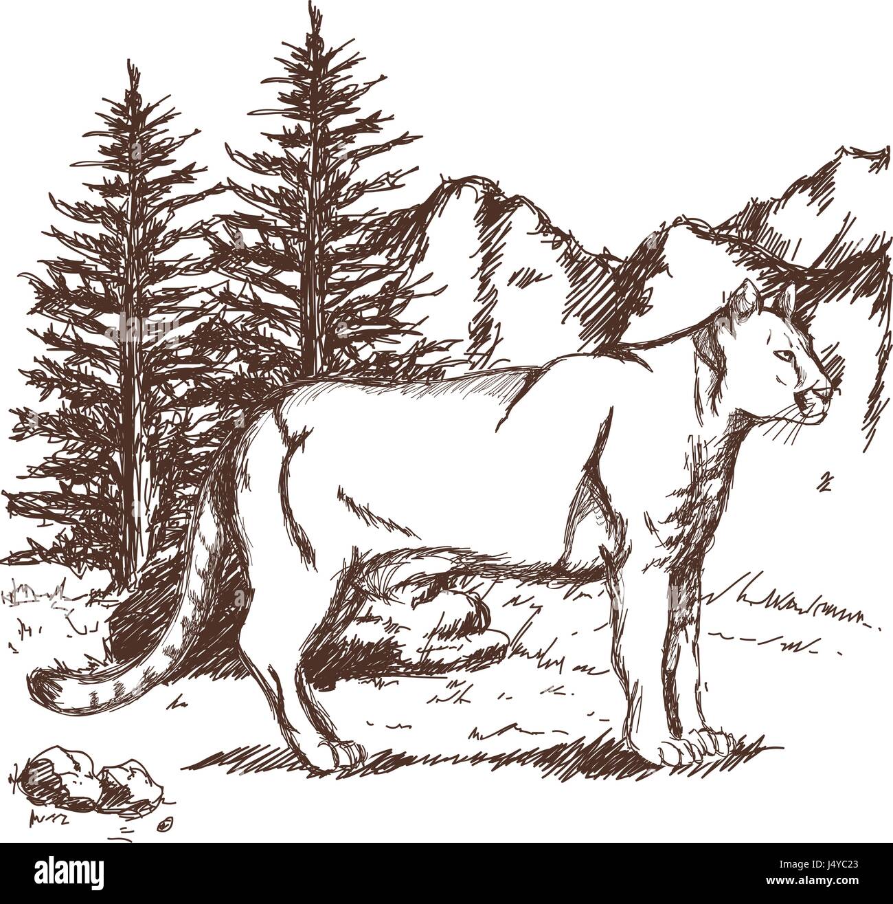 Hand gezeichnet Puma oder Berglöwe. Landschaft Tier Skizze Tierwelt  Stock-Vektorgrafik - Alamy