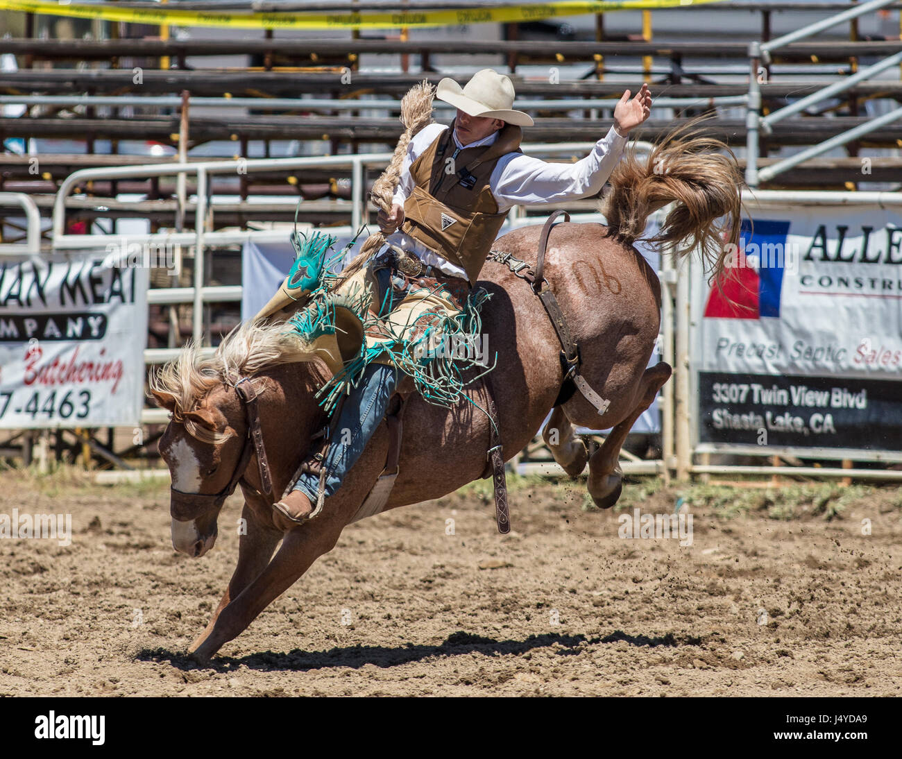 Ohne Sattel reiten Cowboy durning das Cottonwood Rodeo in Kalifornien. Stockfoto