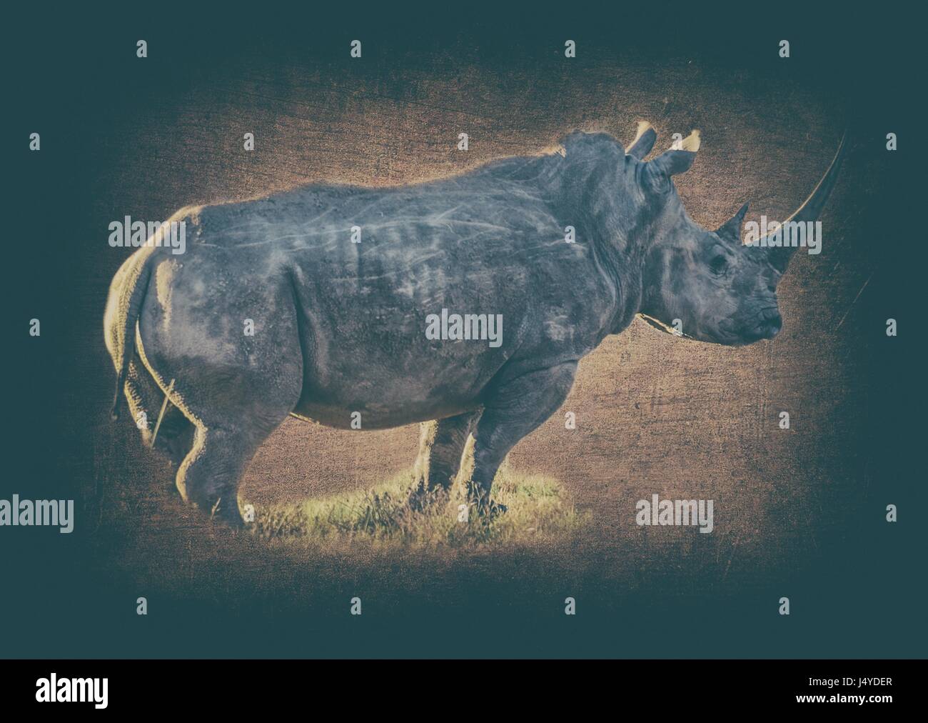 Künstlerische Darstellung oder veränderte Foto, ein einsames Nashorn Stier. Emotionale Bilder zu erinnern, eine Rasse ausgestorben durch Wilderei, Stockfoto