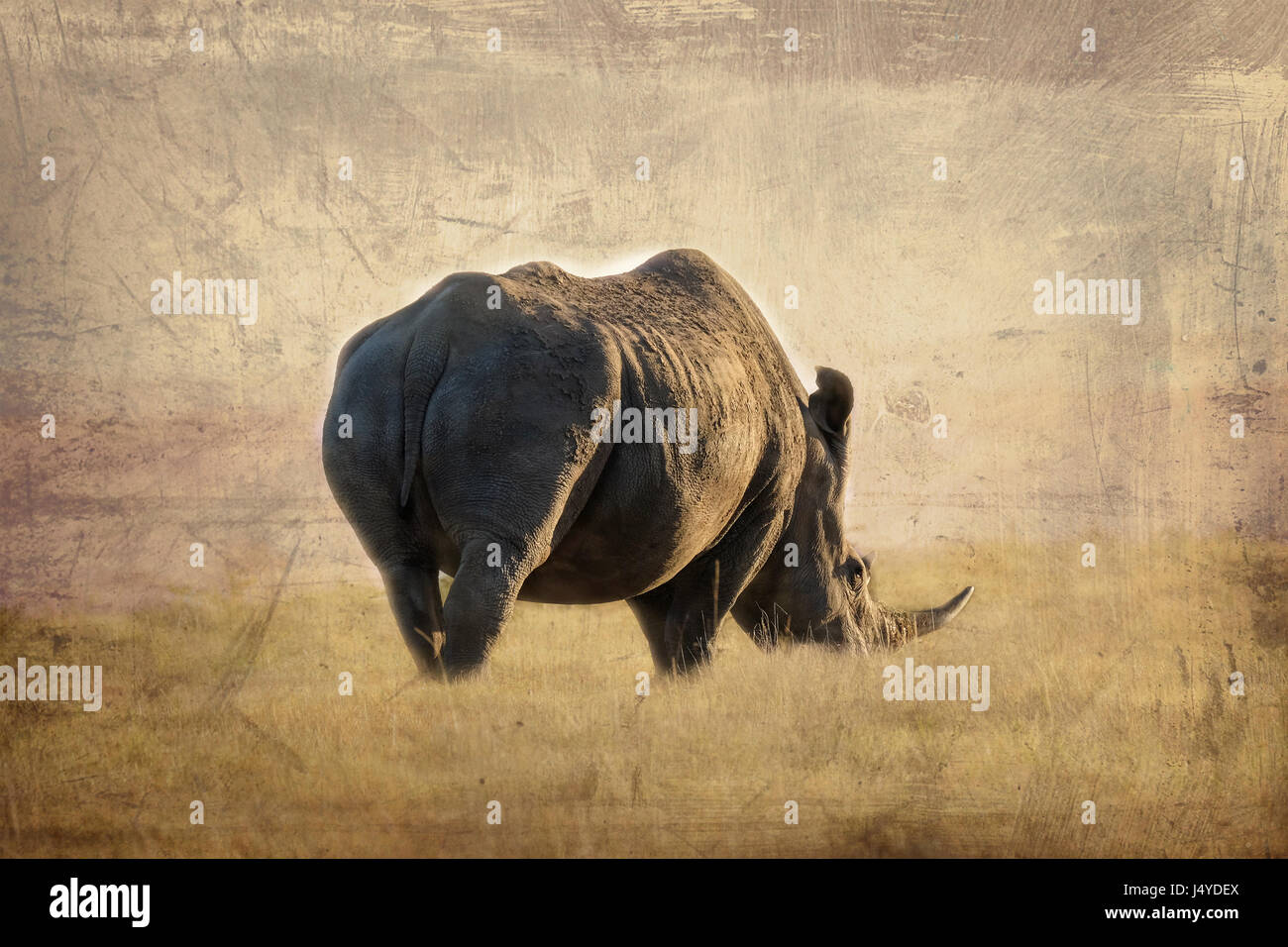 Künstlerische Darstellung oder veränderte Foto, ein einsames Nashorn Stier. Emotionale Bilder zu erinnern, eine Rasse ausgestorben durch Wilderei, Stockfoto