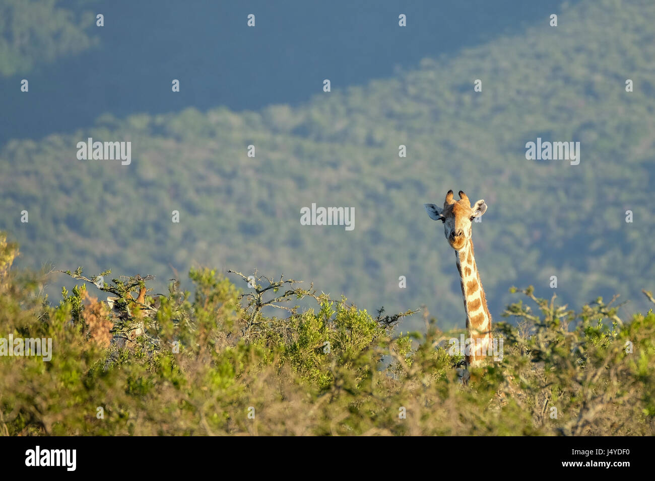 Eine Giraffe steckt den Kopf über den Bäumen, schauen neugierig was um ihn herum vor sich geht Stockfoto
