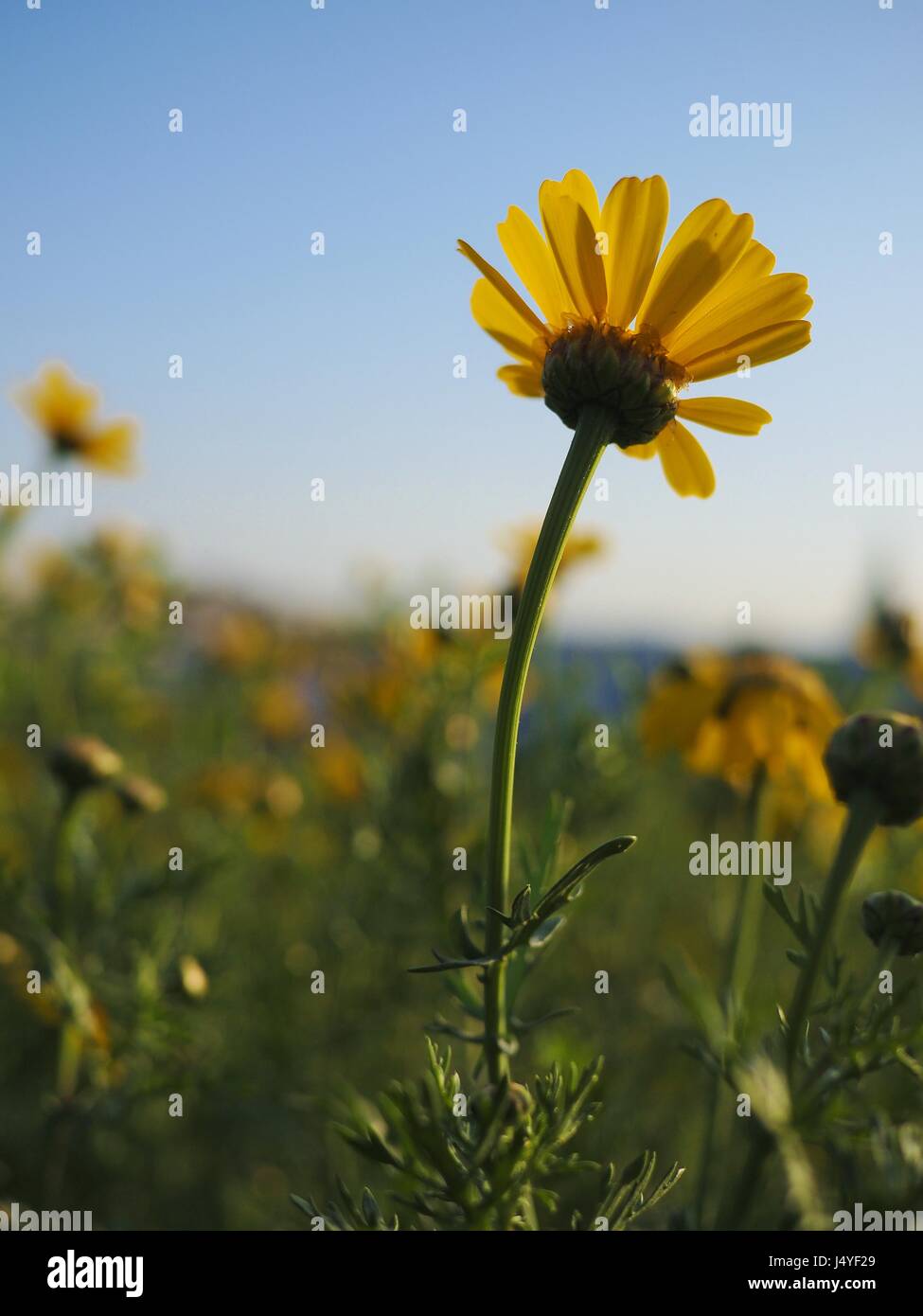 Gelbes Gänseblümchen wilde Blume nahe Look Stockfoto