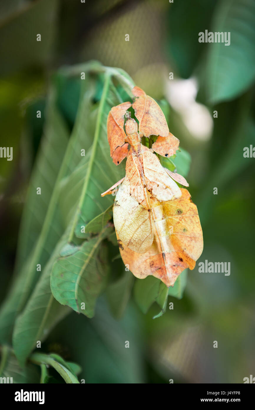 Phyllium Giganteum, Blatt Insekt steht auf Blatt Stockfoto