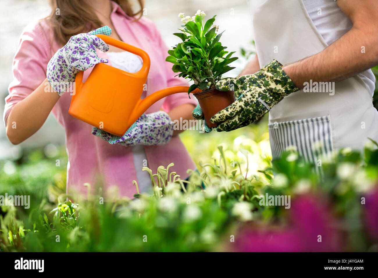 Frau Bewässerung Blumen im Gewächshaus hautnah Stockfoto