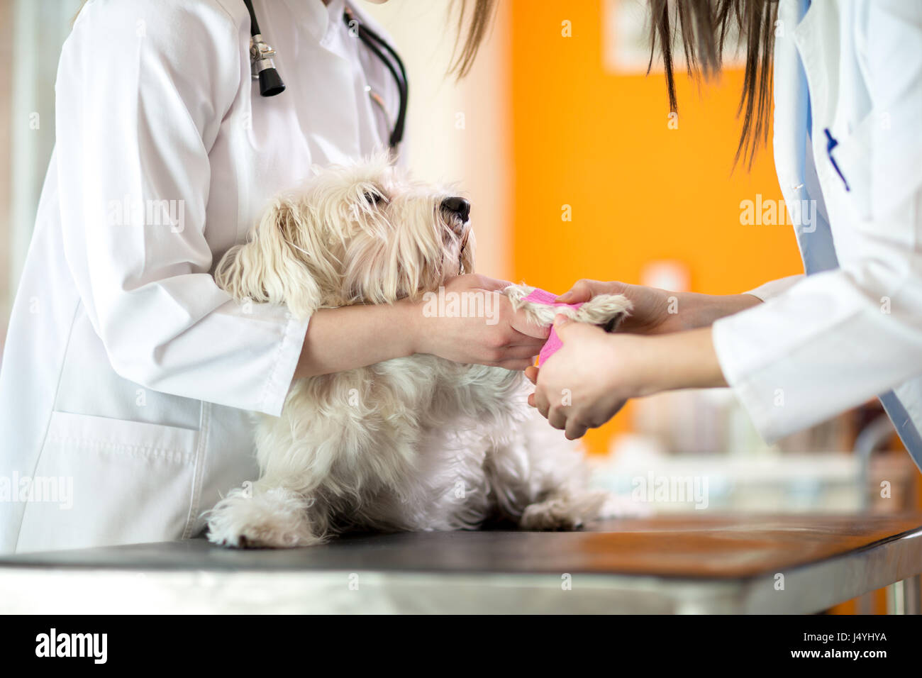 Bandagierung Malteser die Pfote vom Tierarzt in der Tierklinik verletzt. Stockfoto