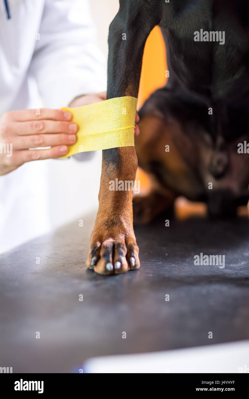 Verbindlicher einen Verband von männlichen Tierarzt rund um die Deutsche Dogge verletzt Pfote in der beruflichen Bildung ambulante Nahaufnahme Stockfoto