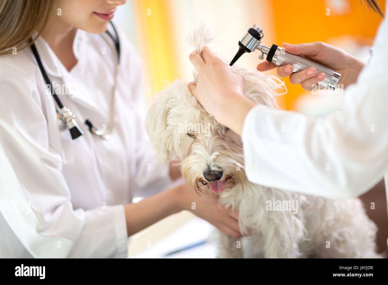 Überprüfung der Malteser Hund von Tierärzten in Tierarzt Krankenstation zu hören Stockfoto