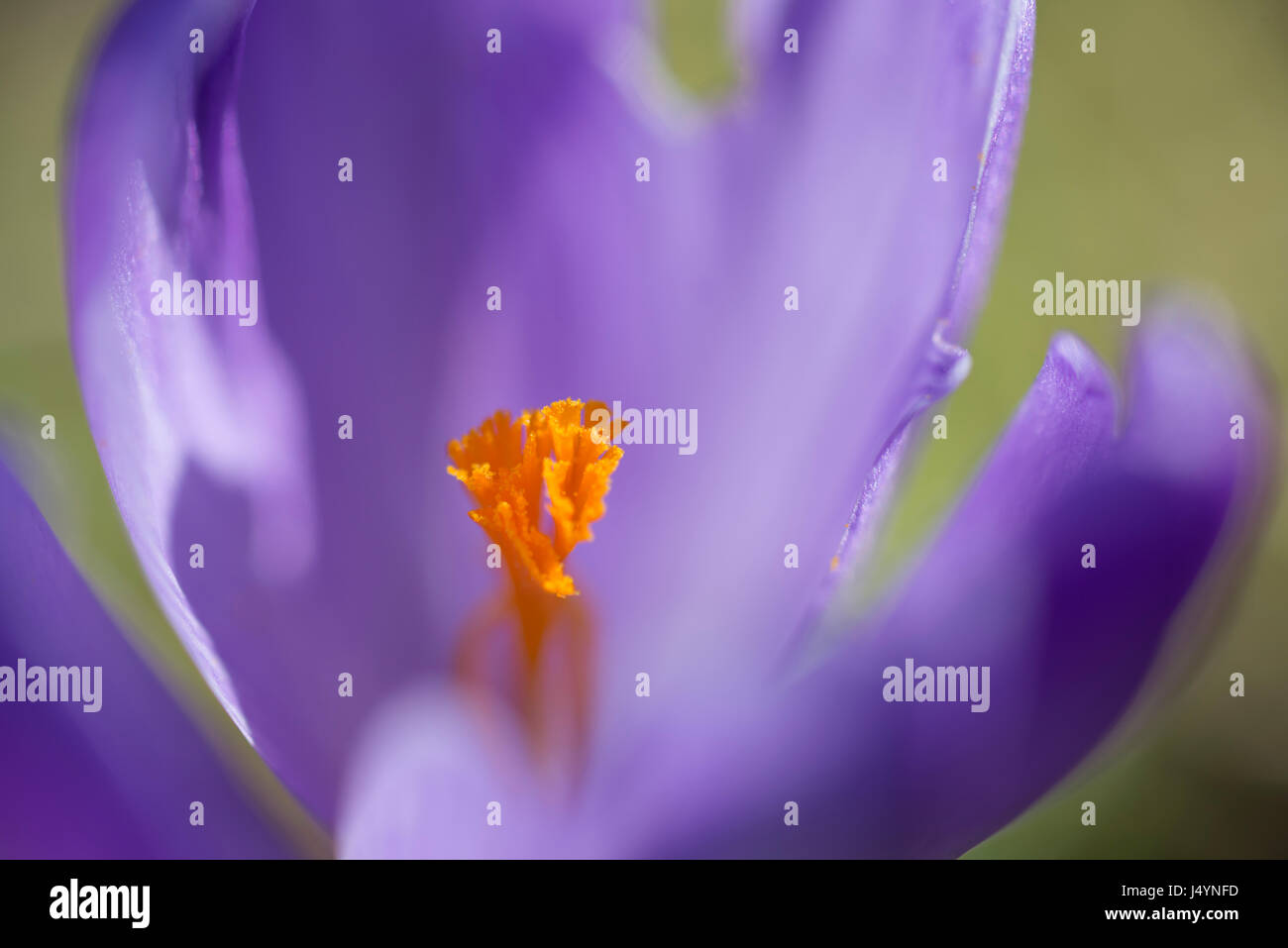 Eine extreme Makro von einem lila zeigt Frühlings-Krokus (Crocus Vernus) Stigma mit Stil. Stockfoto