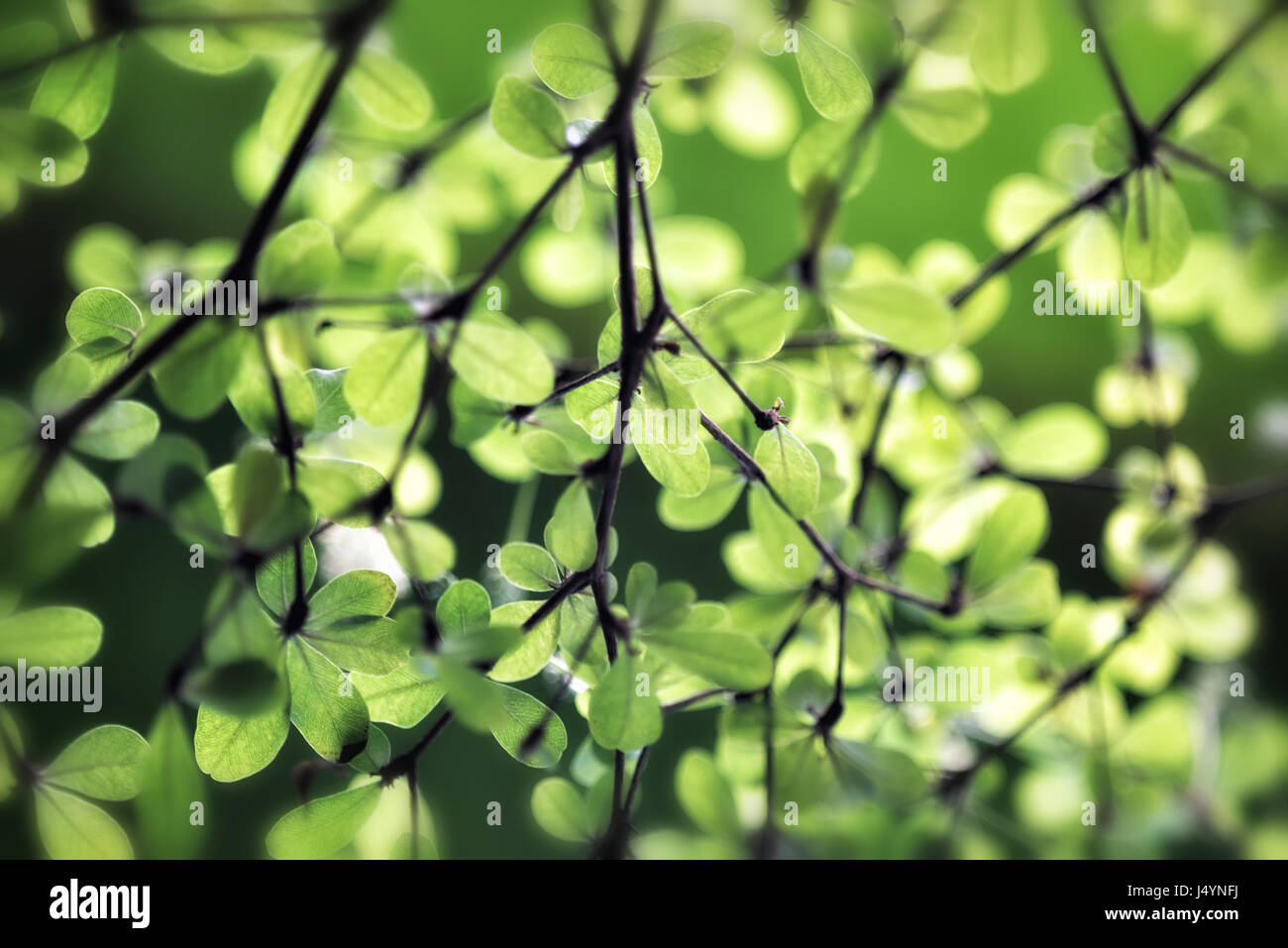 Grüne Blätter im Rücklicht. Das Bild wurde im Amazonas-Haus in der Wilhelma, Stuttgart, aufgenommen. Daher könnte die Pflanze in der amazonas-Region in Südamerika heimisch sein. Stockfoto