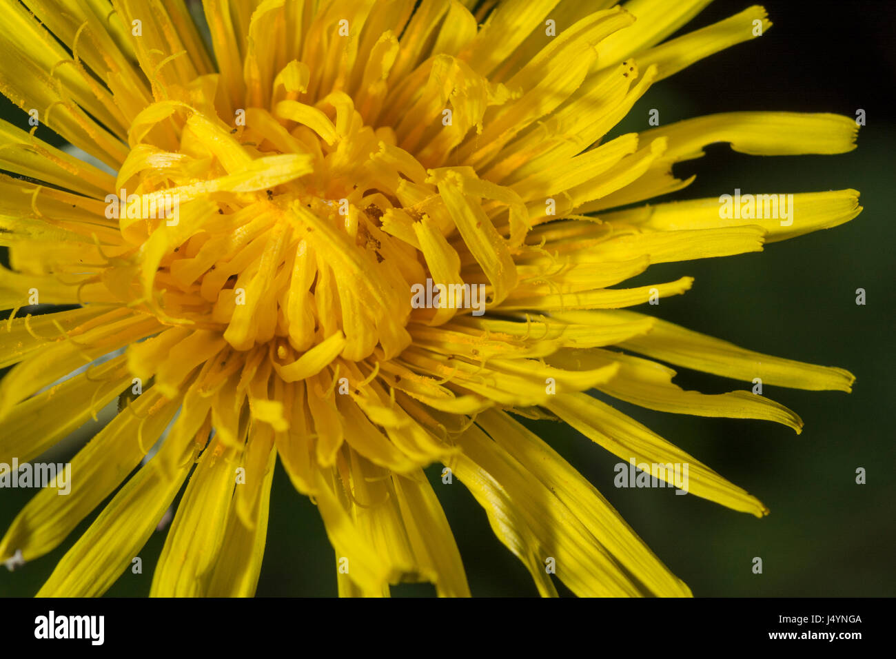Blume des Löwenzahns / Taraxacum officinale - Teile davon werden als Futter verwendet. Blumen machen eine Marmelade und Wein. Stockfoto