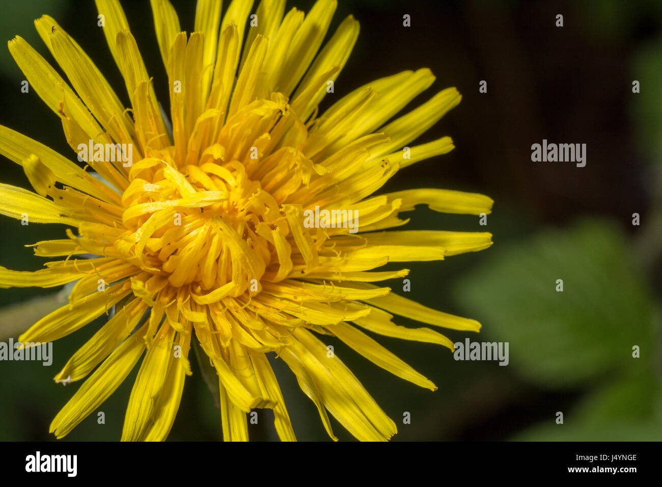 Blume des Löwenzahns / Taraxacum officinale - Teile davon werden als Futter verwendet. Blumen machen eine Marmelade und Wein. Stockfoto
