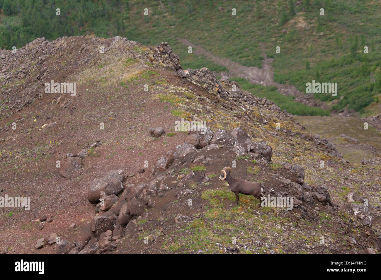 Putorana Schnee ram (Putorana Big Horn ram). Dyolochi River. Endemische Tiere der Putorana Plateau. Nördlich von Russland. Sibirien. Putorana finden. Russland. Stockfoto