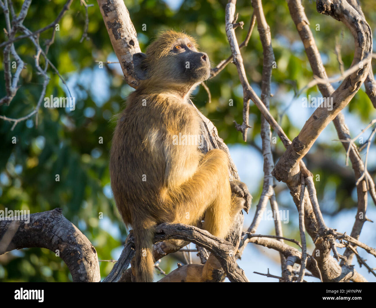Porträt des jungen afrikanischen Savanne Pavian sitzend in Ast eines Baumes an sonnigen Tag, Chobe NP, Botswana, Afrika. Stockfoto