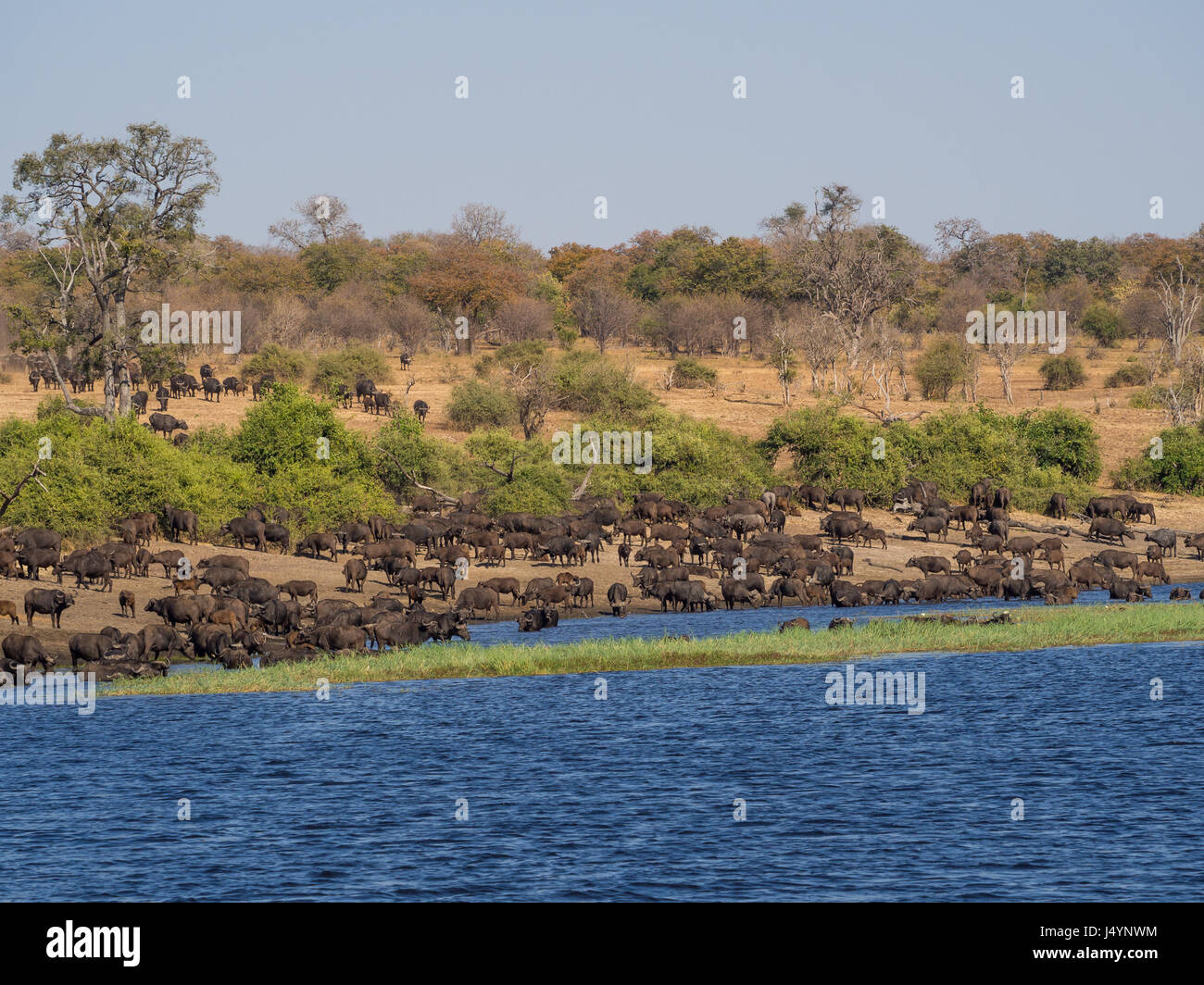 Große Herde Wasserbüffel trinken aus Chobe River, Chobe NP, Botswana, Afrika. Stockfoto