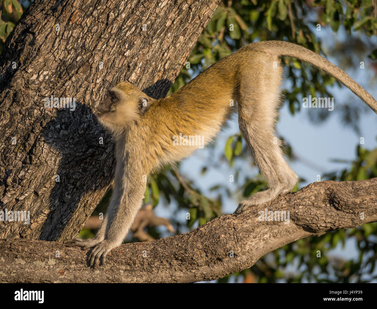 Meerkatze stretching seinen Körper in einem Baum an einem sonnigen Tag, Chobe NP, Botswana, Afrika. Stockfoto