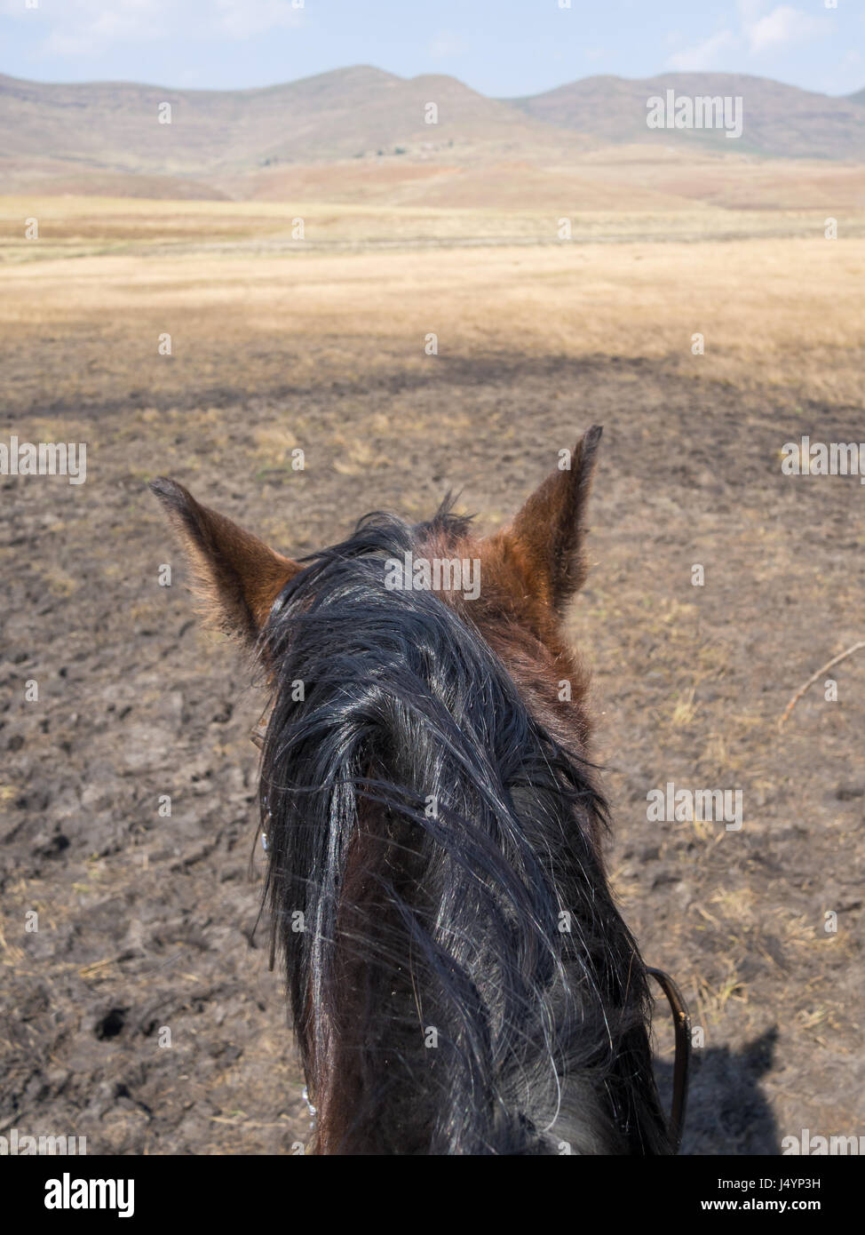 Point Of View Schuss eines Basuto-Pony-Kopfes aus Sicht der Pferd-Reiter Bergen Lesothos, Afrika. Stockfoto