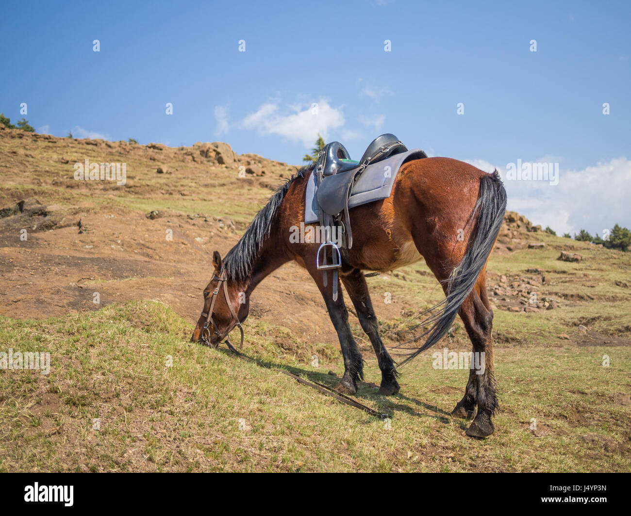 Basuto-Pony oder Pferd grasen friedlich in den Bergen von Lesotho, Afrika. Stockfoto