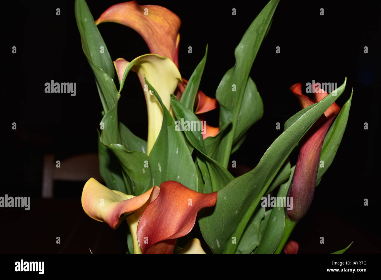 Calla-Lilien Stockfoto