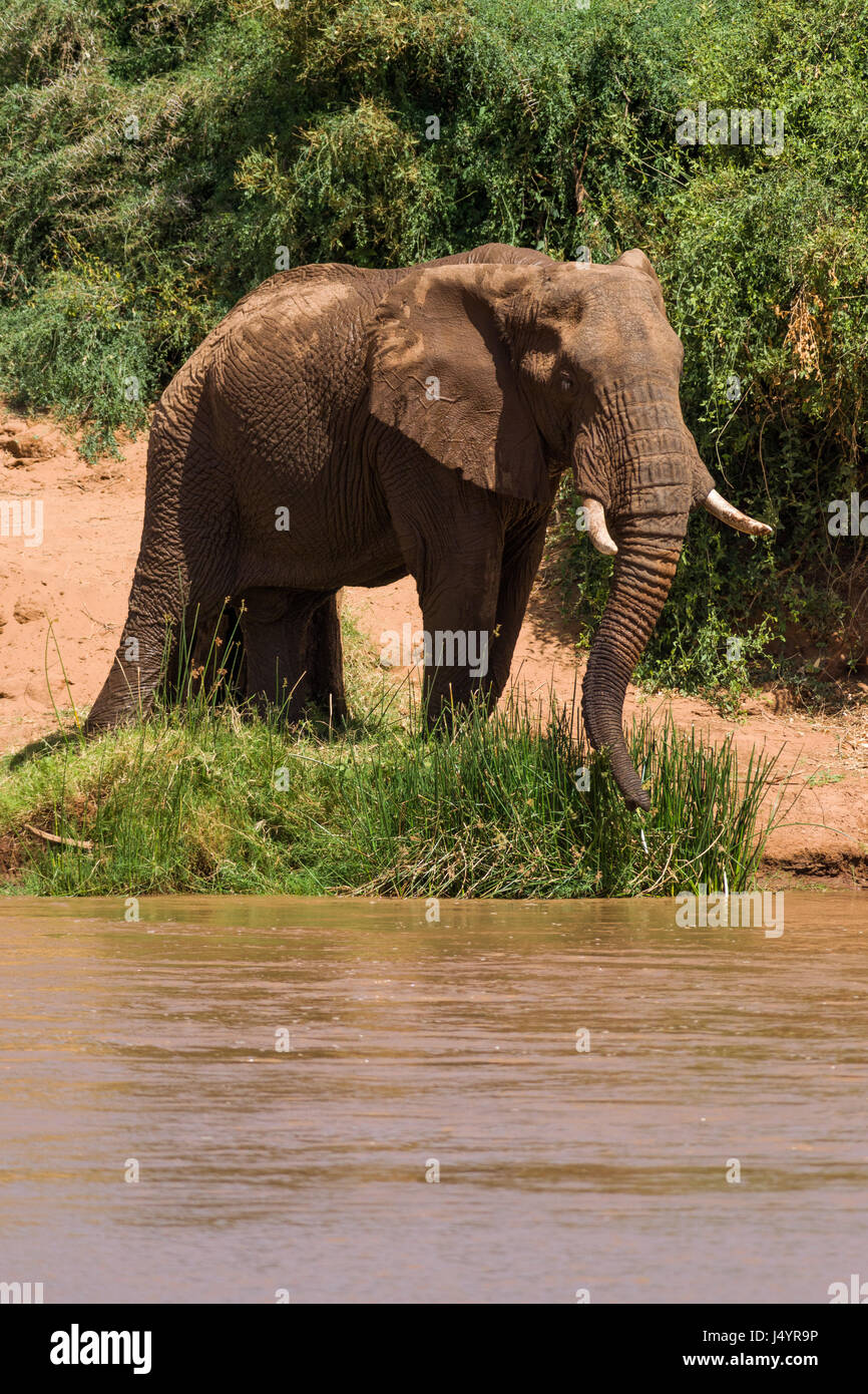 Afrikanischen Busch Elefanten durch Flüsse Rand (Loxodonta africana), Samburu Stockfoto