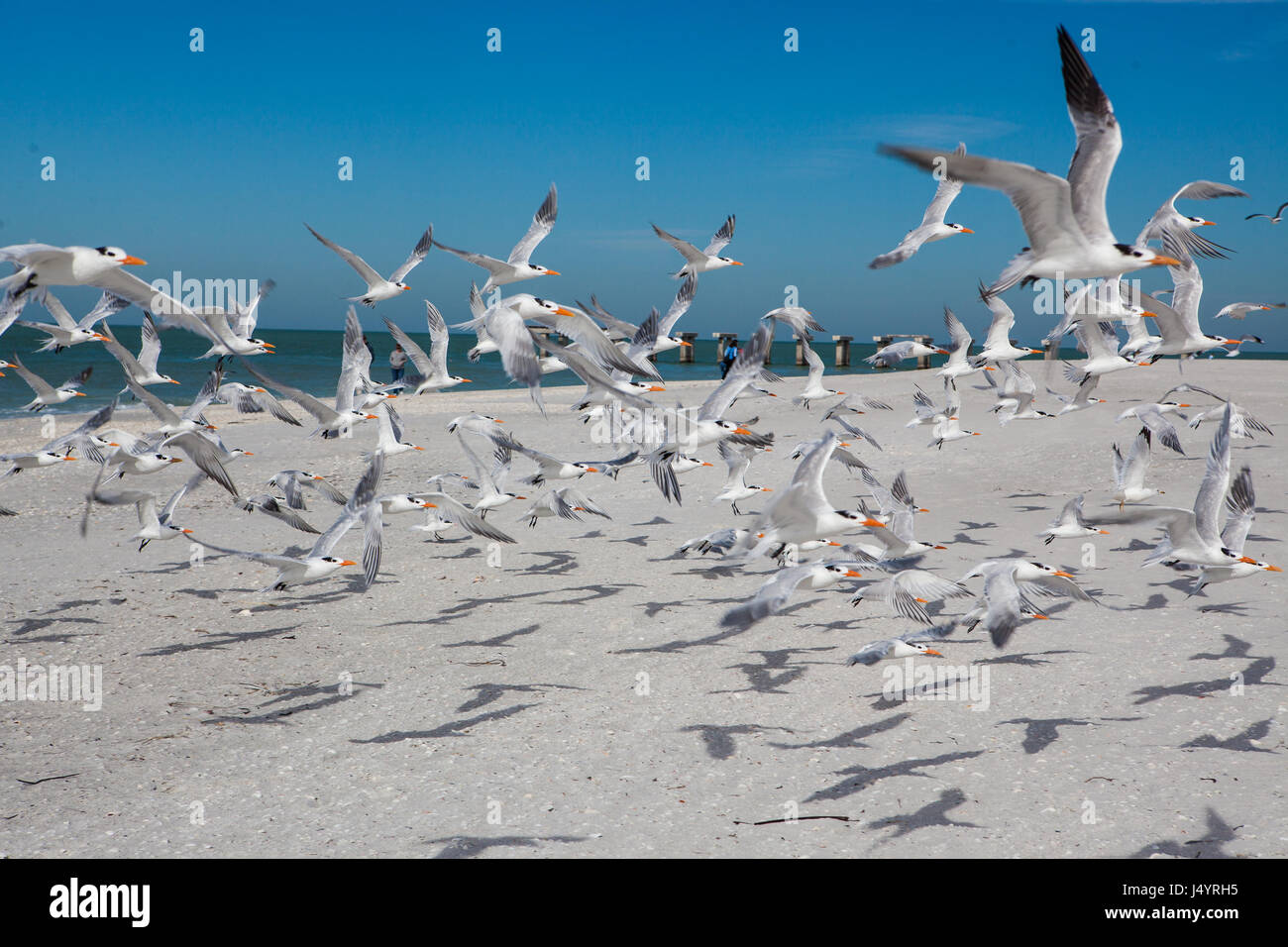 Seevögel, Seeschwalben, fliegen am weißen Sandstrand Stockfoto