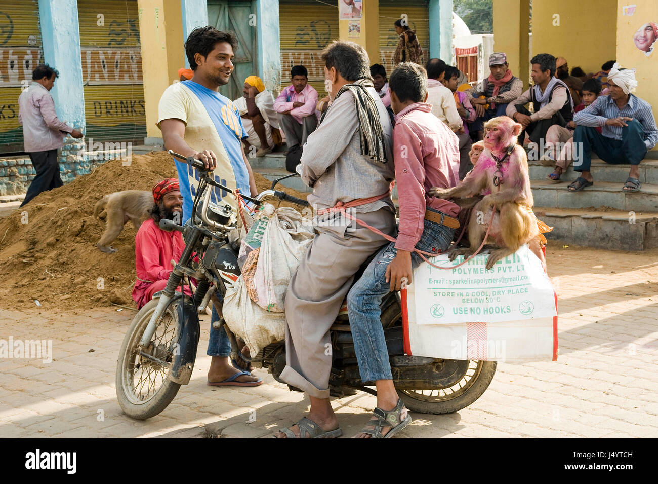 Madari und Affe sitzt auf Motorrädern, Mathura, Uttar Pradesh, Indien, Asien Stockfoto